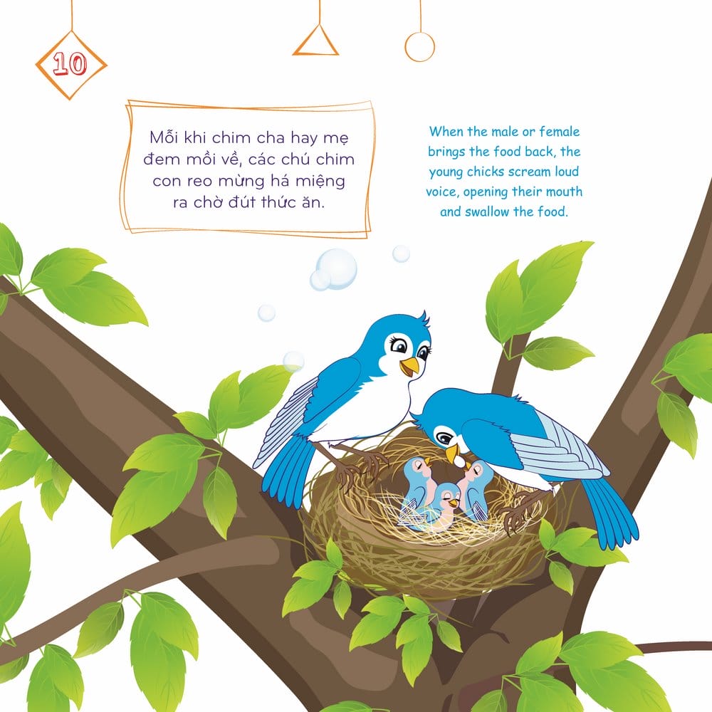 Chim Con Chết Đói